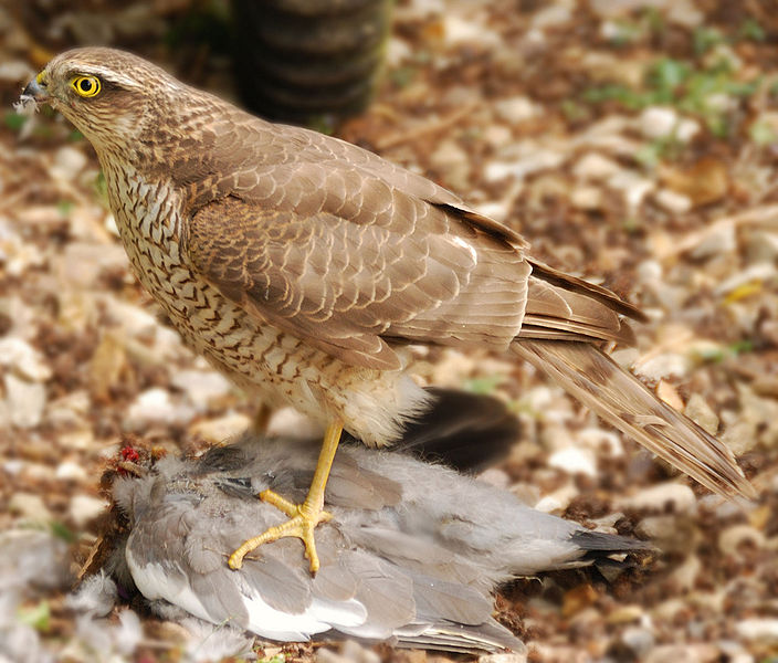 Accipiter nisus - England -immature with kill