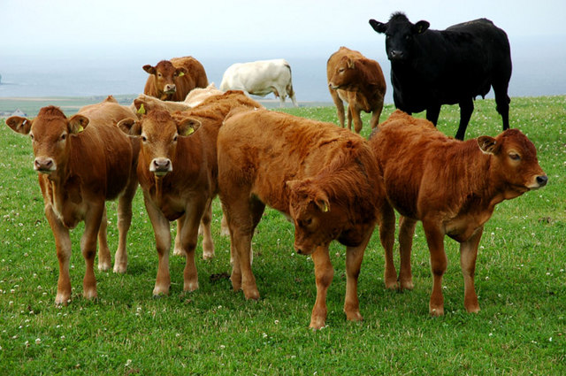Eefie山上的肉牛 - geograph.org.uk - 236732